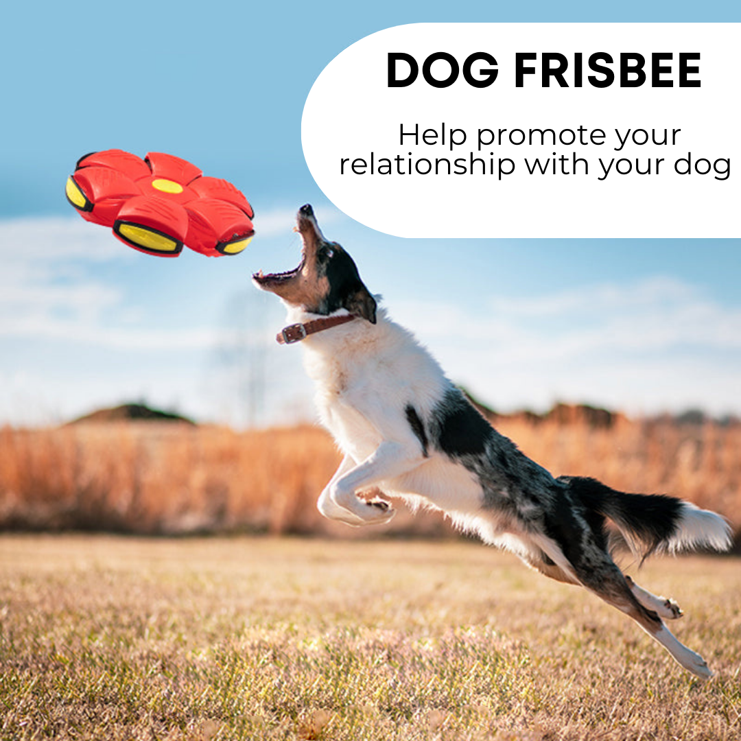 PawsomeFinds™ Frisbee Ball